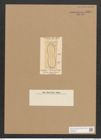 Amphiprora rabenhorstiana Grev. (de-Toni-Nr.: Genus 29, Species 1355) Zeichnungen Sammlung Grunow Nr. 2575 (NHMW-BOT-W0369760)